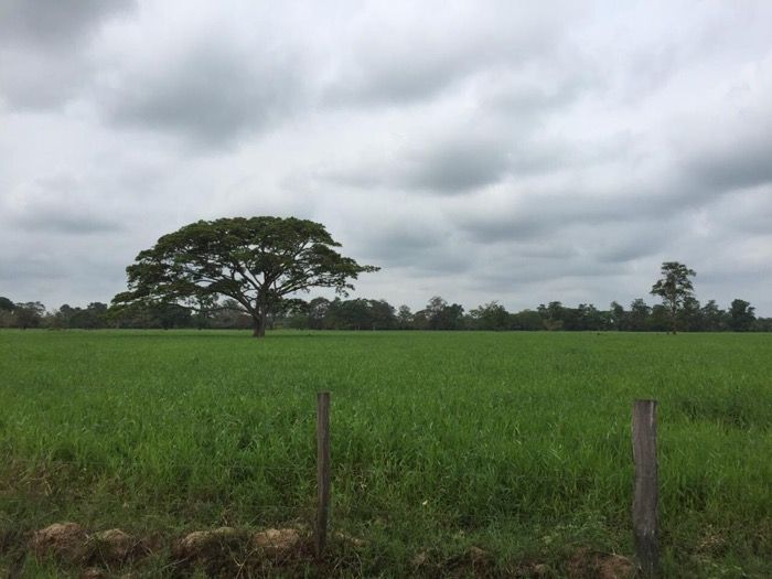 Potrero verde con un samán y cerca de alambre en la finca ganadera El 70, La Villa del Rosario, Zulia